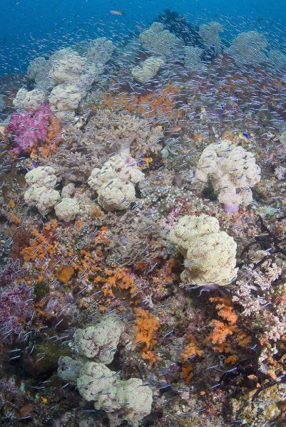 Indonesia Schooling fish swim past diverse reef
